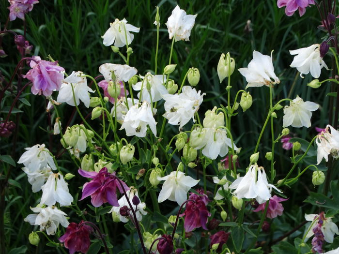 DSC06924 - In gradina 2016