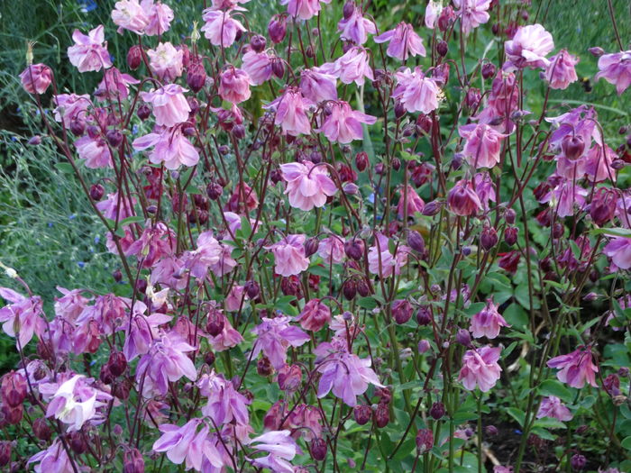 DSC06923 - In gradina 2016