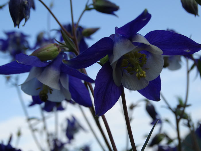 DSC06918 - In gradina 2016