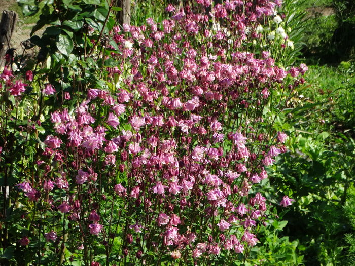 DSC06996 - In gradina 2016