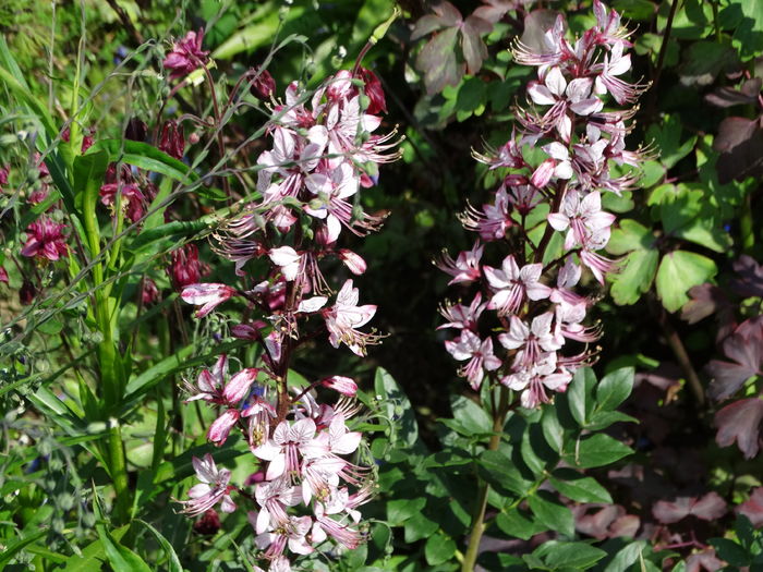 DSC07072 - In gradina 2016