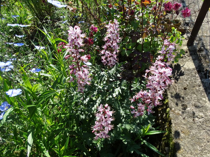 DSC06989 - In gradina 2016