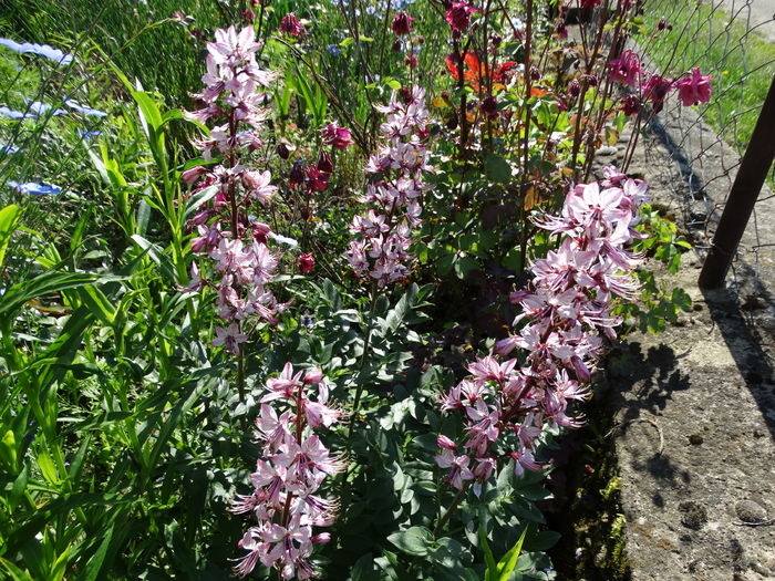 DSC06990 - In gradina 2016