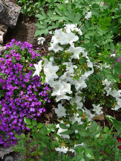 P1830605 - 2016 - 01 - Primavara