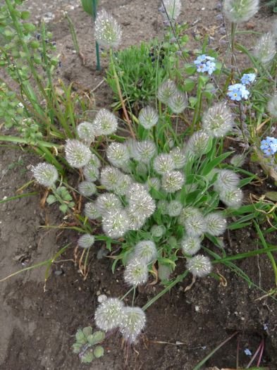 P1830628 - 2016 - 01 - Primavara