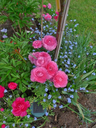 P1830641 - 2016 - 01 - Primavara