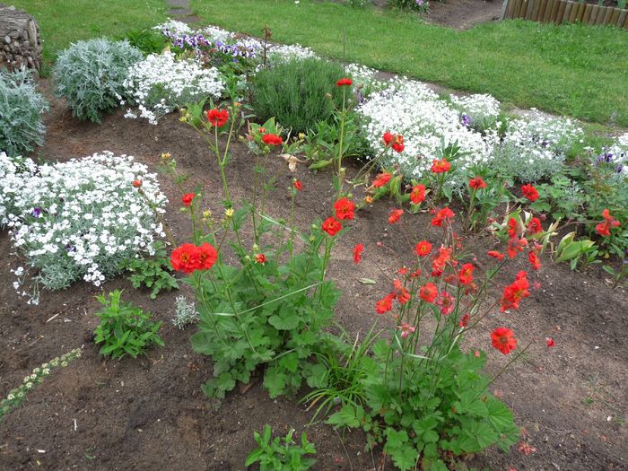  - 2016 - 01 - Primavara