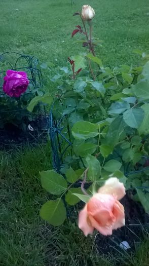 abraham darby - Trandafiri 2016