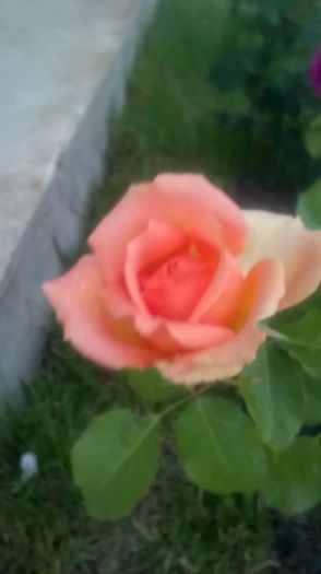 versilia - Trandafiri 2016