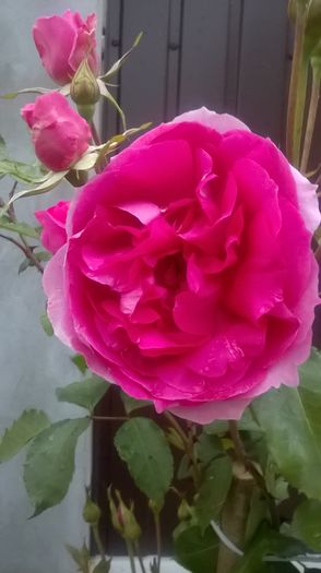 parade - Trandafiri 2016