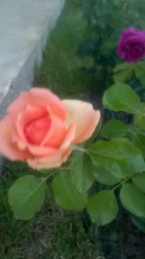 versilia - Trandafiri 2016