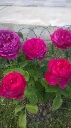 othello - Trandafiri 2016