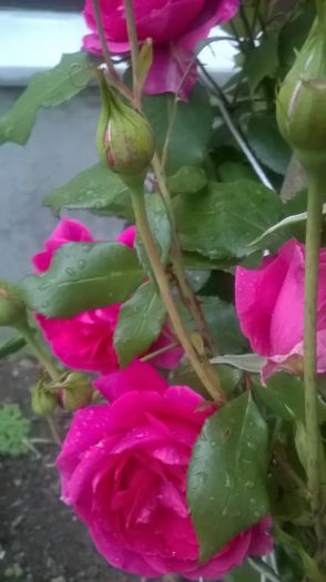 parade - Trandafiri 2016