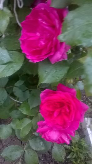 parade - Trandafiri 2016