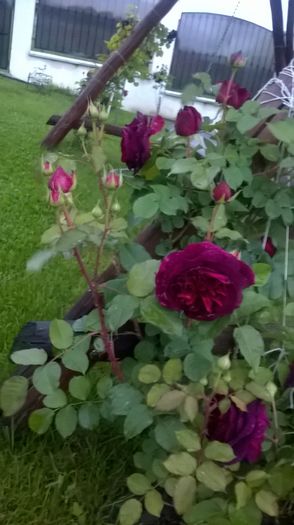 dimov 67 - Trandafiri 2016