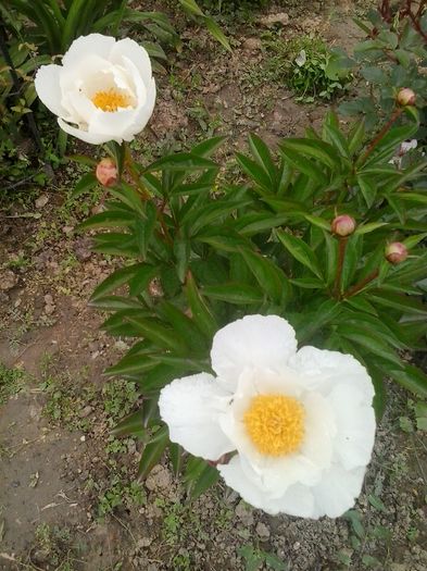 krinkled white