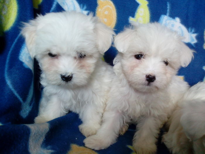 Bichon Maltese; nascuti 13.04.2016
