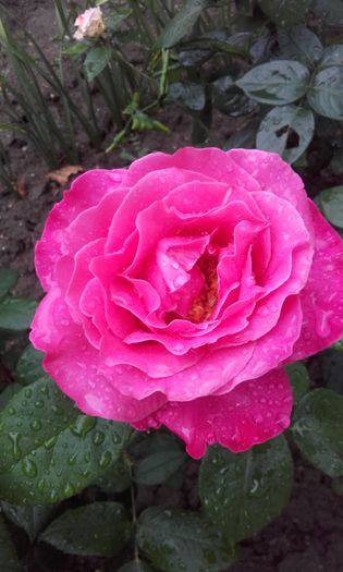 20160524_184357 - trandafiri 2016