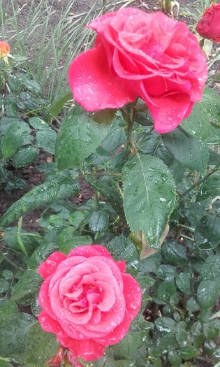 20160524_184427 - trandafiri 2016