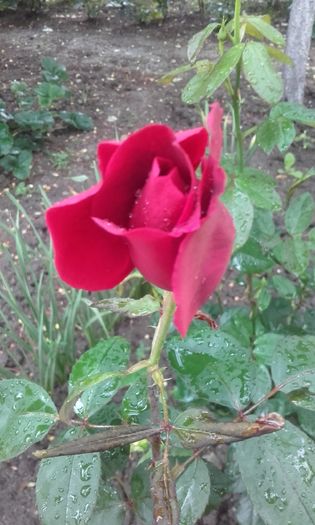 20160524_184441 - trandafiri 2016