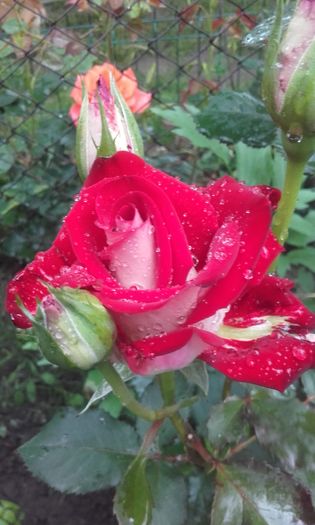 20160524_184509 - trandafiri 2016