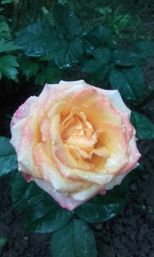 20160524_184523 - trandafiri 2016