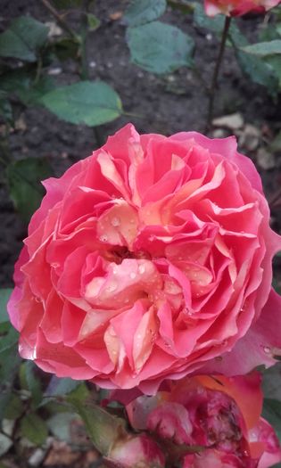 20160524_184550 - trandafiri 2016