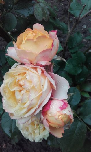 20160524_184628 - trandafiri 2016