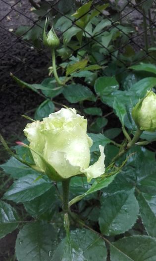 20160524_184731 - trandafiri 2016