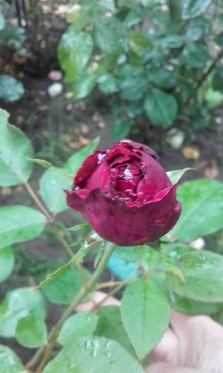 20160524_184752 - trandafiri 2016