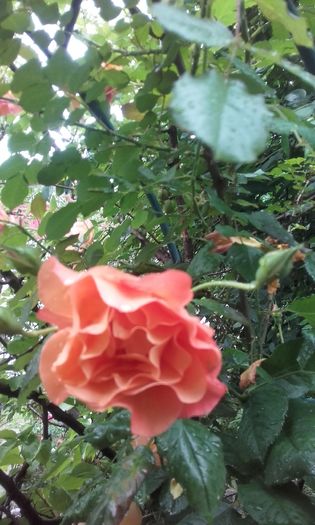 20160524_184809 - trandafiri 2016