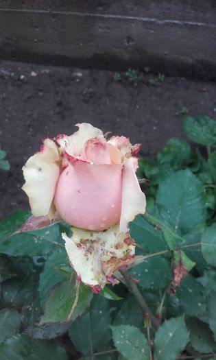 20160524_185111 - trandafiri 2016