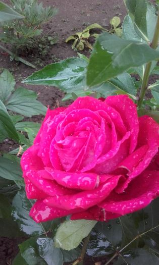 20160524_185125 - trandafiri 2016