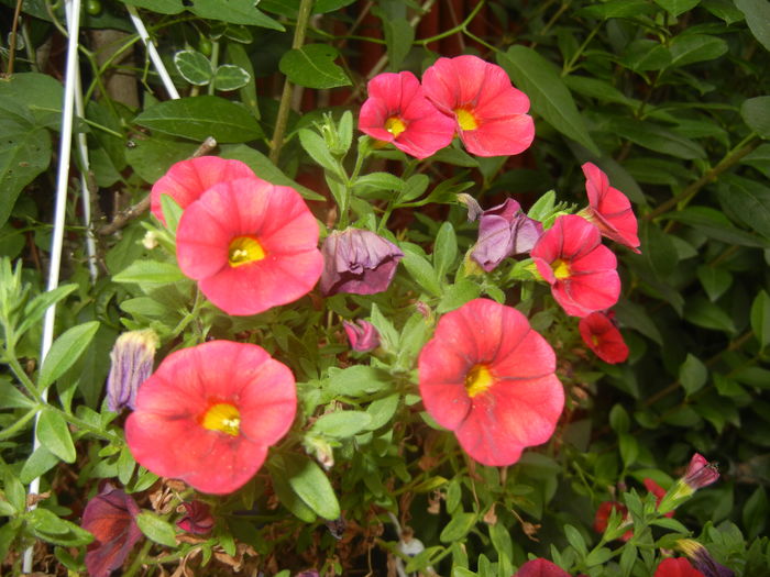 Calibrachoa Red (2015, August 17)