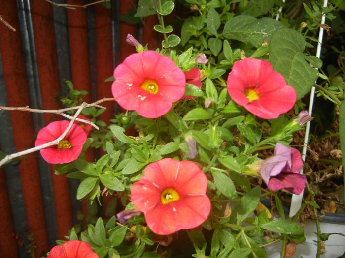 Calibrachoa Red (2015, August 17)