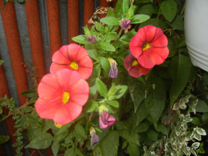 Calibrachoa Red (2015, August 17) - Calibrachoa Red