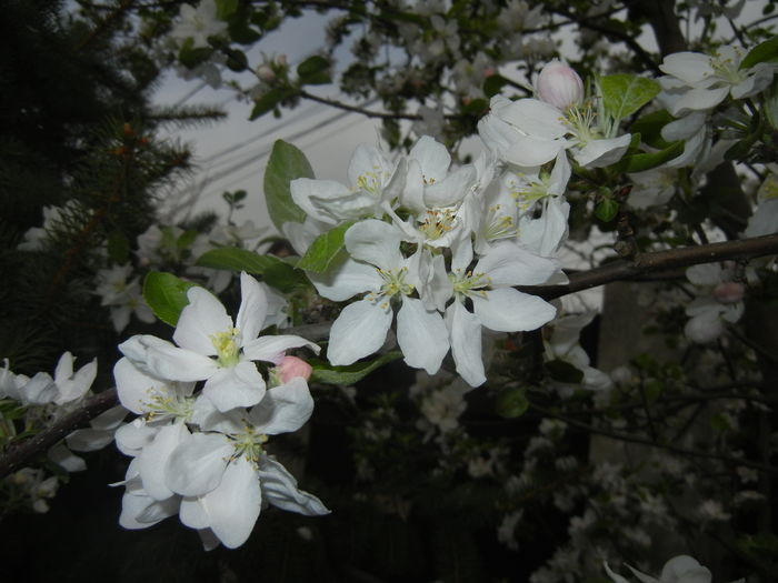 Apple Blossom. Flori mar (2016, April 08)