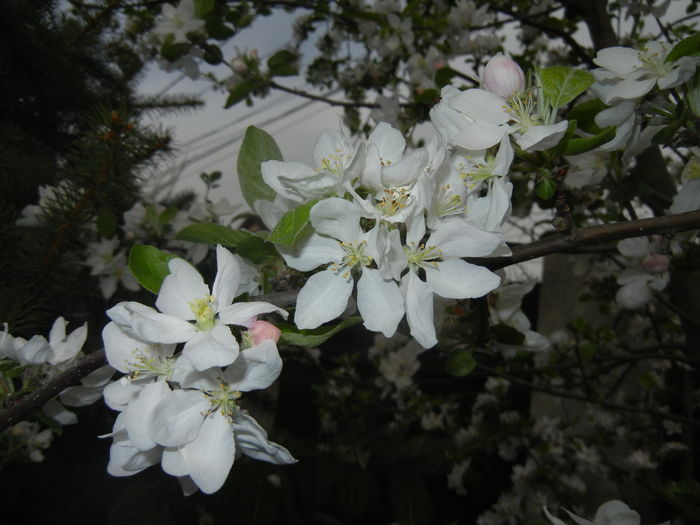 Apple Blossom. Flori mar (2016, April 08) - Apple Tree_Mar Summer Red