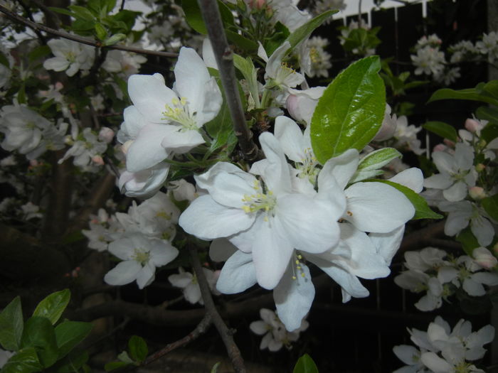 Apple Blossom. Flori mar (2016, April 08)