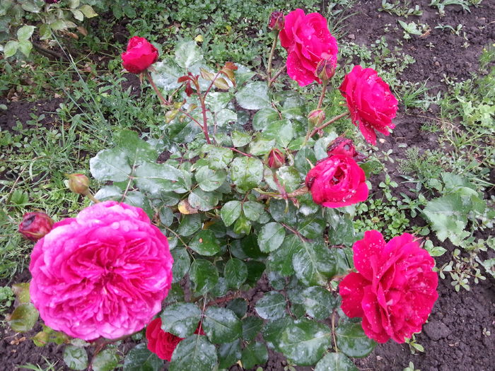 red leonardo