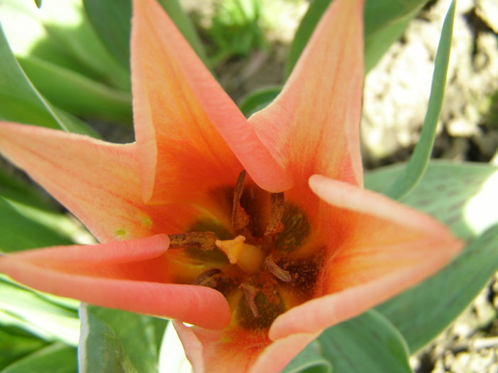 P4020216 - de gradina