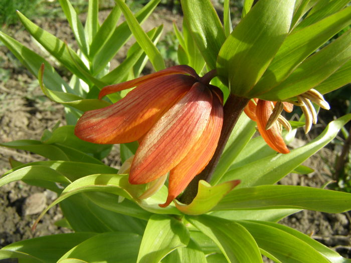 P4020219 - de gradina