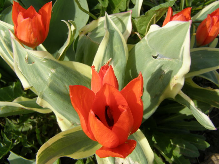 P4020221 - de gradina