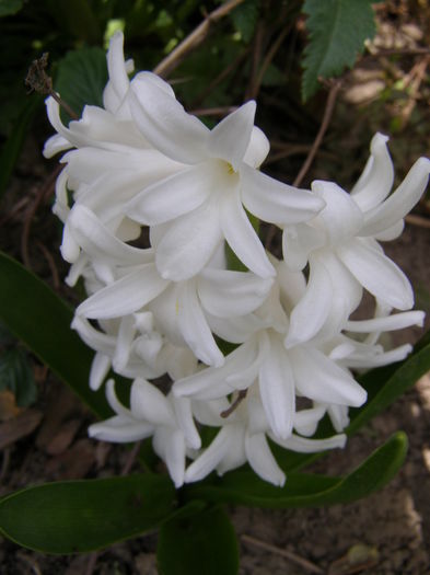 P4020225 - de gradina