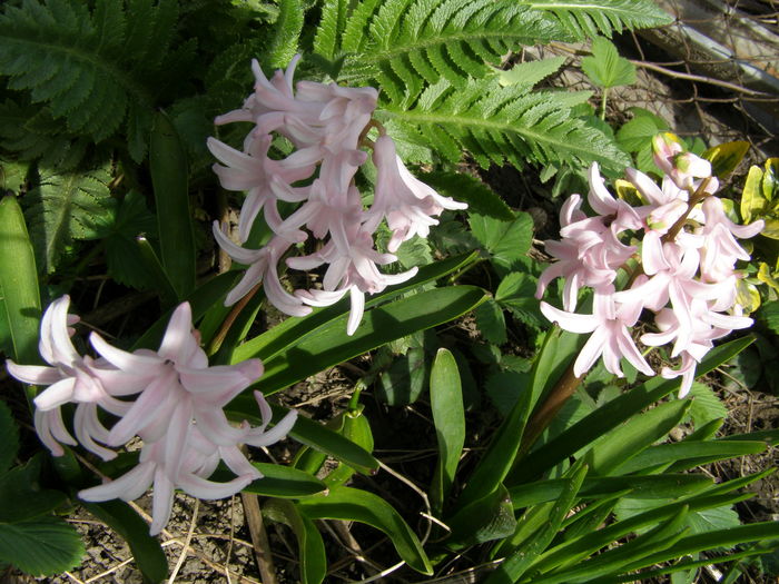 P4020227 - de gradina