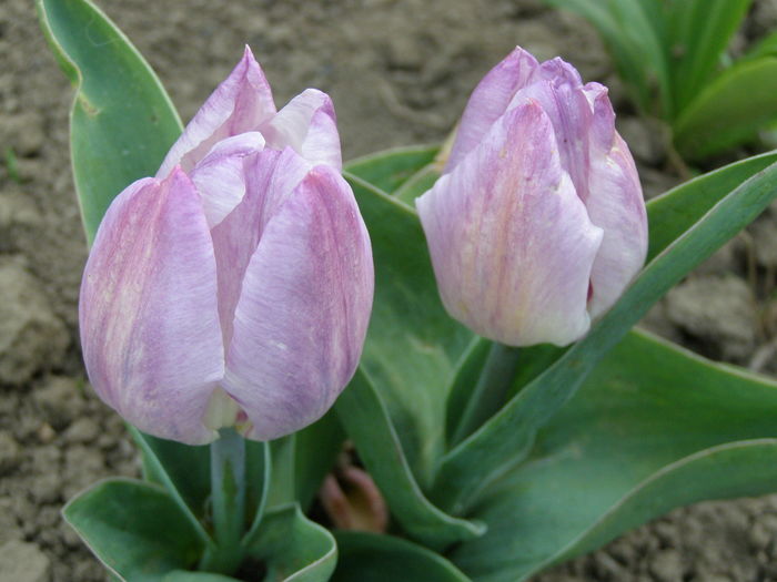 P4090240 - de gradina