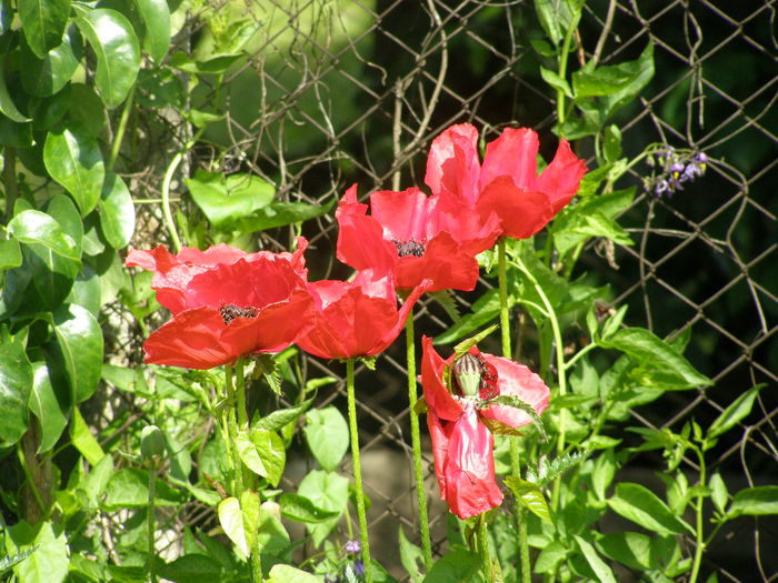 P5210566 - de gradina