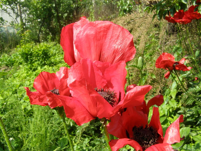 P5210570 - de gradina