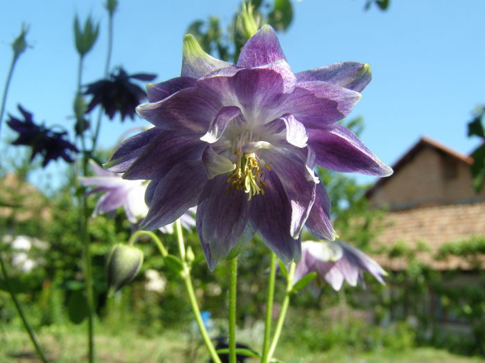 P5210590 - de gradina