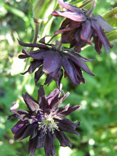 P5210599 - de gradina